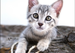 Photographe Animalier Toulouse VNM Pics chaton