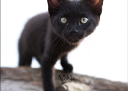 Photographe Animalier Toulouse VNM Pics chaton