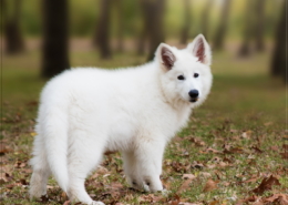 Photographe Animalier Toulouse VNM Pics berger blanc suisse