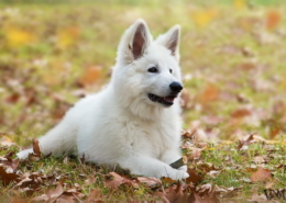 Photographe Animalier Toulouse VNM Pics berger blanc suisse