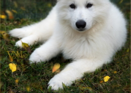 Photographe Animalier Toulouse VNM Pics berger blanc suisse