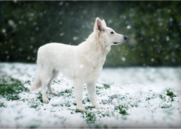 Photographe Animalier Toulouse VNM Pics berger blanc suisse