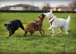 Photographe Animalier Toulouse VNM Pics chiens