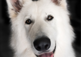 Photographe Animalier Toulouse VNM Pics berger blanc suisse