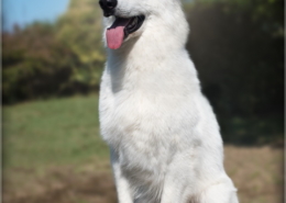 Photographe Animalier Toulouse VNM Pics berger blanc suisse