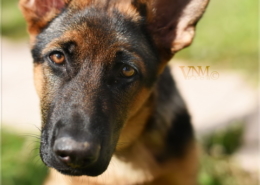 Photographe Animalier Toulouse VNM Pics Berger Allemand