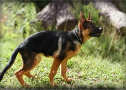 Photographe Animalier Toulouse VNM Pics Berger Allemand