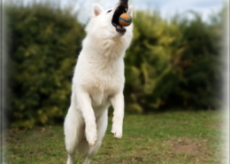 Photographe Animalier Toulouse VNM Pics berger blanc suisse