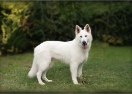 Photographe Animalier Toulouse VNM Pics berger blanc suisse