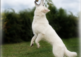 Photographe Animalier Toulouse VNM Pics berger blanc suisse