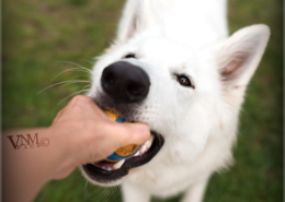 Photographe Animalier Toulouse VNM Pics berger blanc suisse