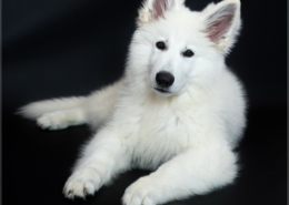 Photographe Animalier Toulouse VNM Pics berger blanc suisse