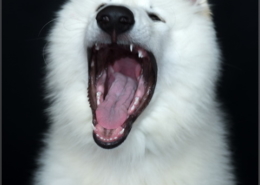 Photographe Animalier Toulouse VNM Pics berger blanc suisse