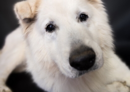 Photographe Animalier Toulouse VNM Pics berger blanc suisse