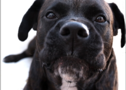 Photographe Animalier Toulouse VNM Pics chien