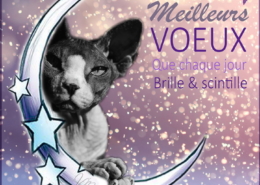 Photographe Animalier Toulouse VNM Pics