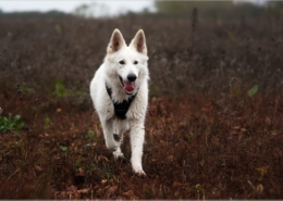 Photographe Animalier Toulouse VNM Pics berger blanc suisse