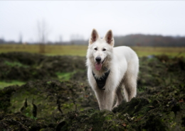 Photographe Animalier Toulouse VNM Pics berger blanc suisse