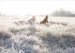 Photographe Animalier Toulouse VNM Pics chiens