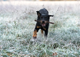 Photographe Animalier Toulouse VNM Pics Beauceron