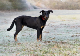 Photographe Animalier Toulouse VNM Pics Beauceron