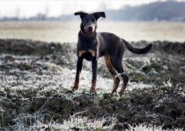 Photographe Animalier Toulouse VNM Pics Beauceron