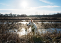 Photographe Animalier Toulouse VNM Pics berger blanc suisse