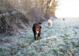 Photographe Animalier Toulouse VNM Pics Labrador