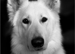 Photographe Animalier Toulouse VNM Pics berger blanc suisse