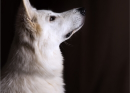 Photographe Animalier Toulouse VNM Pics berger blanc suisse