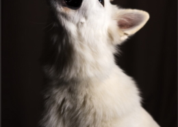 Photographe Animalier Toulouse VNM Pics berger blanc suisse