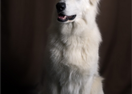 Photographe Animalier Toulouse VNM Pics berger blanc suisse